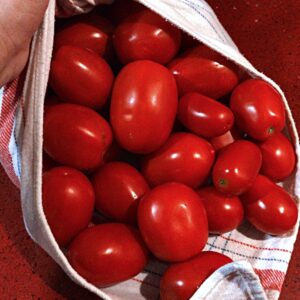 AGOTADO, SE PUEDE RESERVAR Tomate pera para conserva