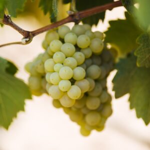 AGOTADO, SE PUEDE RESERVAR Uva viura blanca, ecológica, DOC Rioja