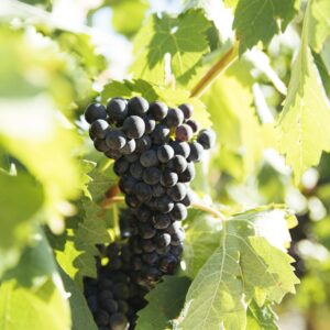 AGOTADO, SE PUEDE RESERVAR Uva tempranillo tinto, ecológica, DOC Rioja